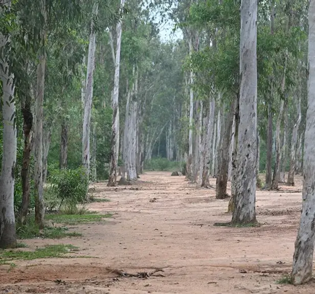Sustentabilidade - Sindmoveis